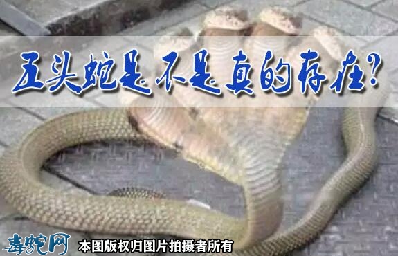 五头蛇是不是真的存在？