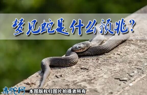 周公解梦 梦见蛇是什么预兆？
