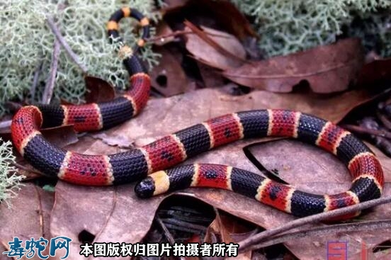 【亚马逊珊瑚蛇】亚马逊珊瑚蛇资料图片...