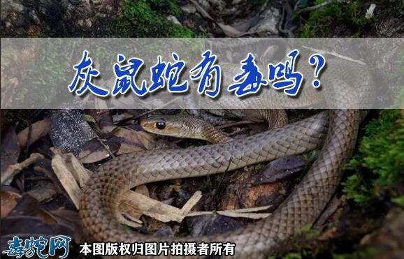 灰鼠蛇有毒吗？