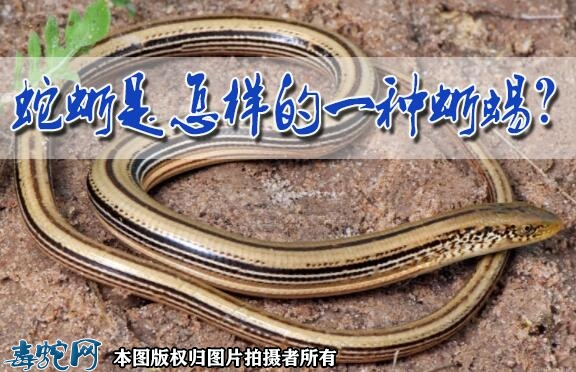 蛇蜥是怎样的一种蜥蜴？