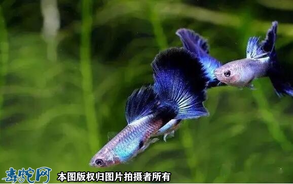孔雀鱼多久繁殖一次？孔雀鱼多大可以繁...