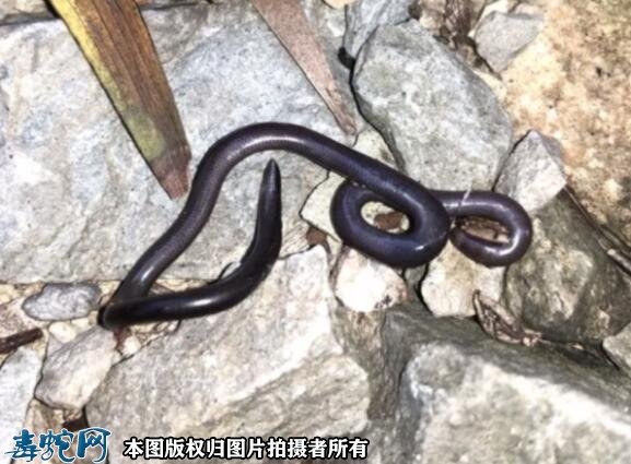 钩盲蛇是怎样的一种蛇类？