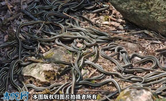 梦见满地蛇是什么预兆？