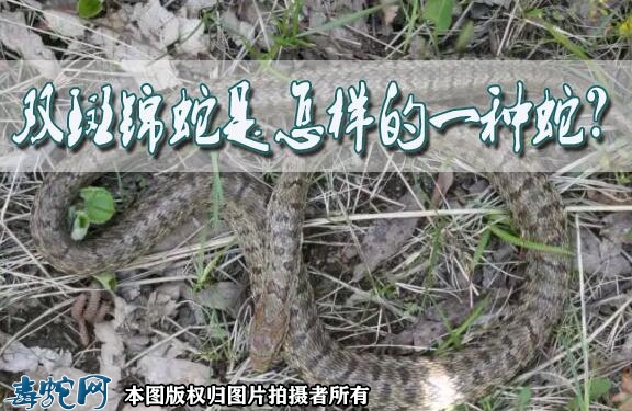 双斑锦蛇是怎样的一种蛇？