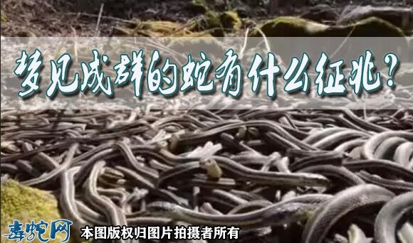 梦见成群的蛇有什么征兆？