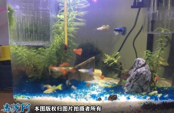 孔雀鱼跳缸怎么回事？刚买的孔雀鱼怎么...