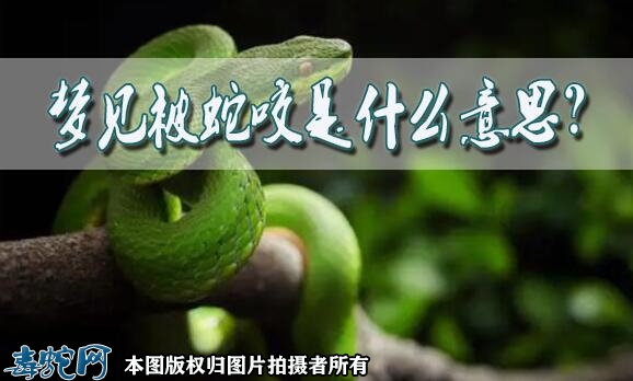 梦见被蛇咬是什么意思？