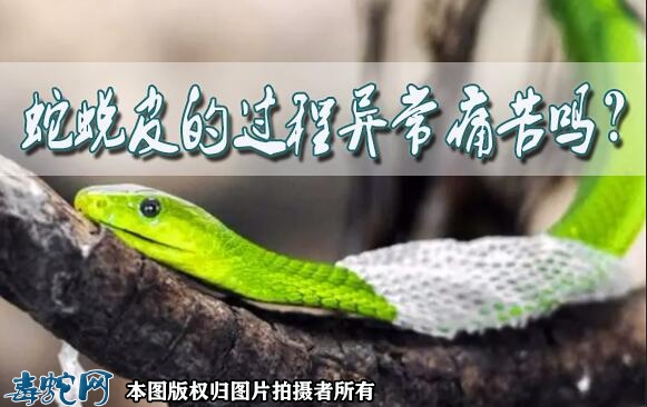 蛇蜕皮的过程异常痛苦？疼不疼？