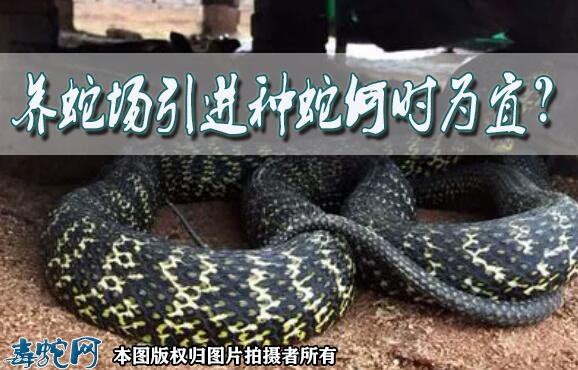 养蛇场引进种蛇何时为宜？
