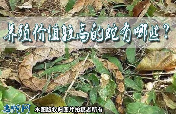 养殖经济价值较高的蛇有哪些？