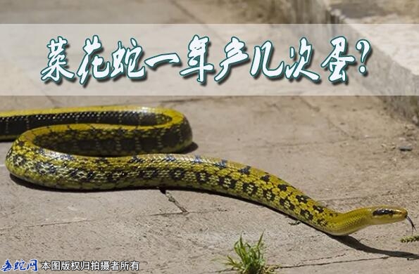 菜花蛇一年产几次蛋？