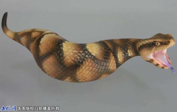 野槌蛇是怎样的一种蛇？