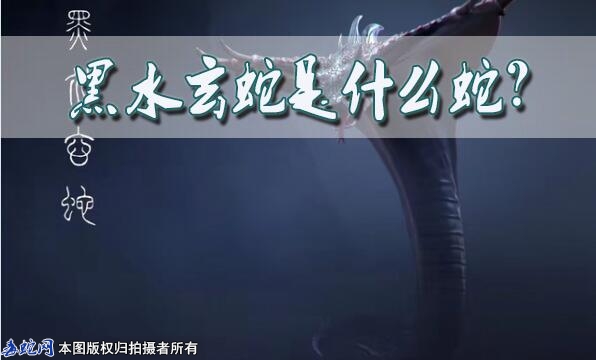 黑水玄蛇是什么蛇？