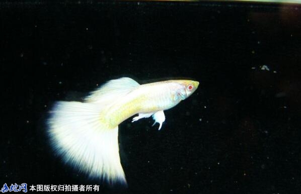 孔雀鱼品种大全图？孔雀鱼常见的品种都...