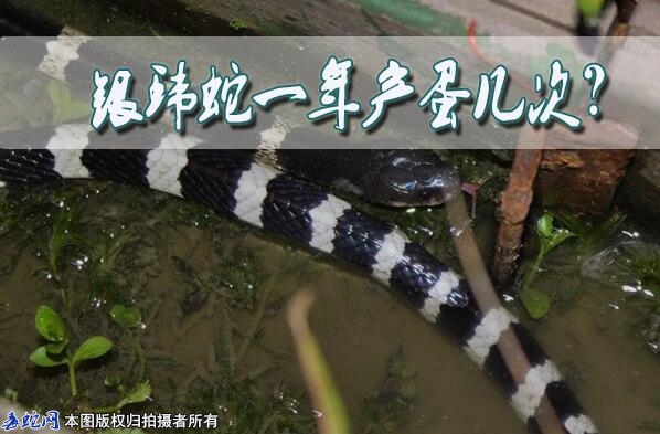 银环蛇一年产蛋几次？