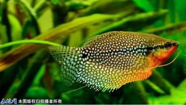 十大最好养的观赏鱼、流行饲养的十大观...