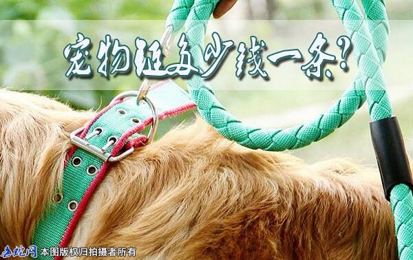 宠物链多少钱一条？