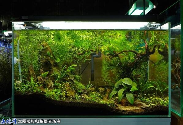 孔雀鱼缸造景，孔雀鱼缸造景教程分享