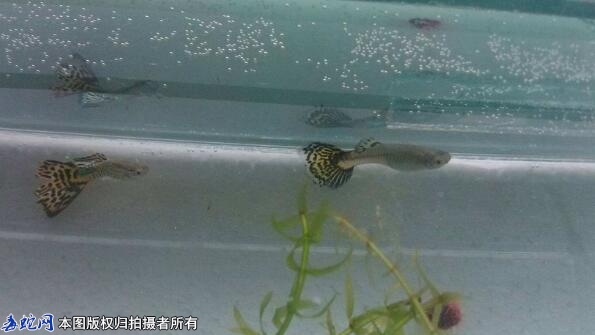 孔雀鱼趴在缸底不动怎么办？是什么原因...