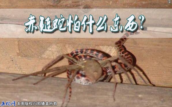 赤链蛇怕什么东西？