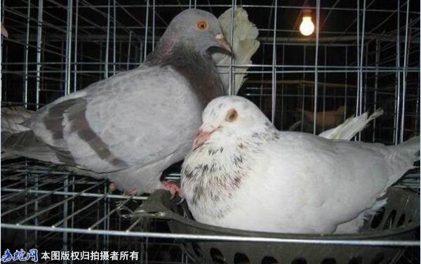 种鸽的选择、什么样的种鸽最好？