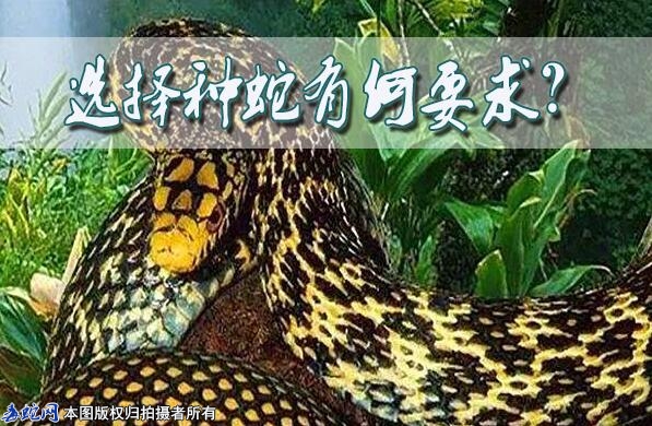选择种蛇有何要求？