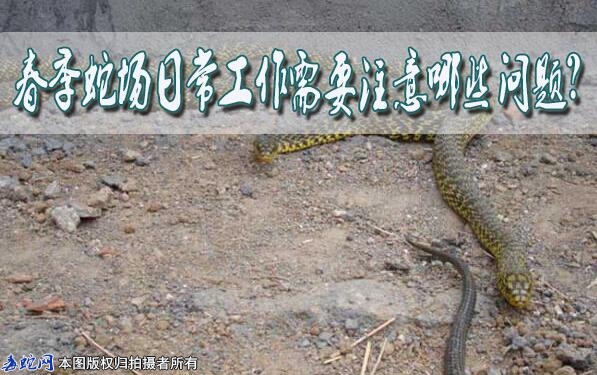 春季蛇场日常工作需要注意哪些问题？