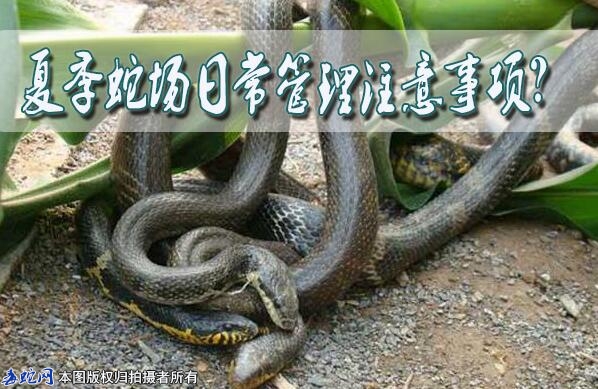 夏季蛇场日常管理注意事项？
