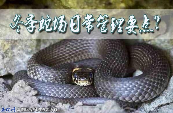 冬季蛇场日常管理要点？
