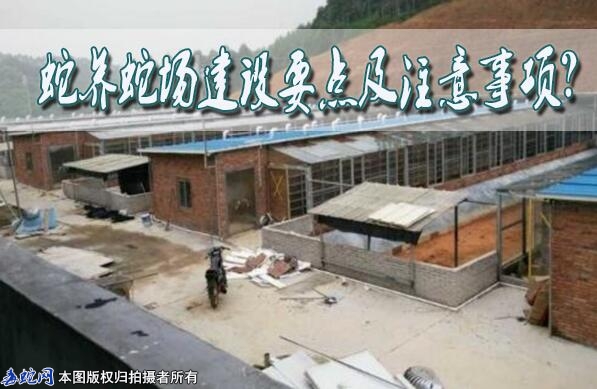 养蛇场建设要点及注意事项？
