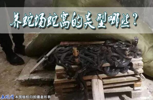 养蛇场蛇窝的类型哪些？