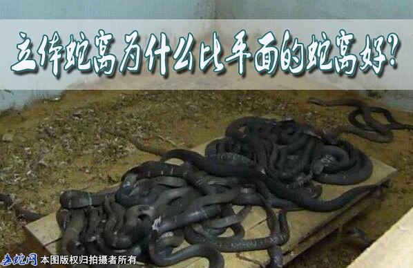 立体蛇窝为什么比平面的蛇窝好？