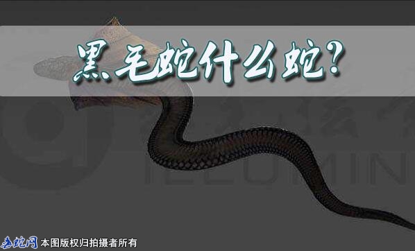 黑毛蛇什么蛇？