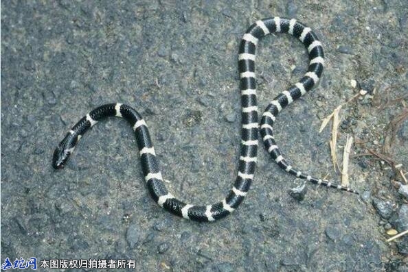 新中国十大毒蛇排名？