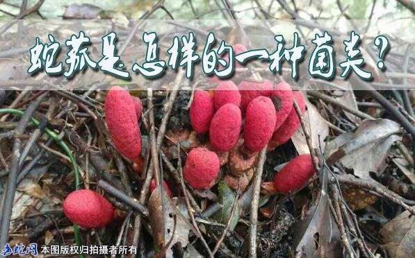 蛇菰是怎样的一种菌类？