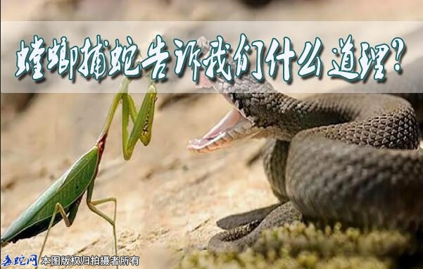 螳螂捕蛇告诉我们什么道理？