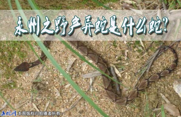 永州之野产异蛇是什么蛇？