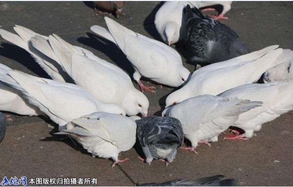 鸽子养殖业的补助政策？