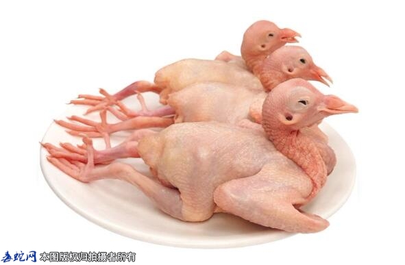 鸽子养殖业怎么核算乳鸽成本？