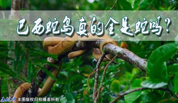 巴西蛇岛真的全是蛇吗？