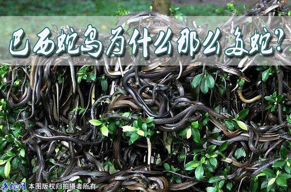 巴西蛇岛为什么那么多蛇？