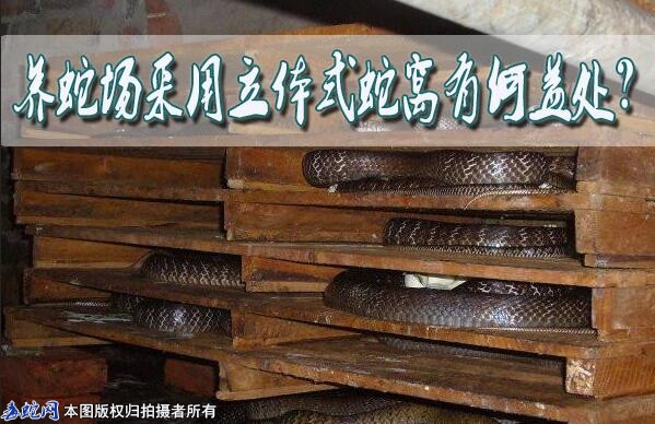 养蛇场采用立体式蛇窝有何益处？