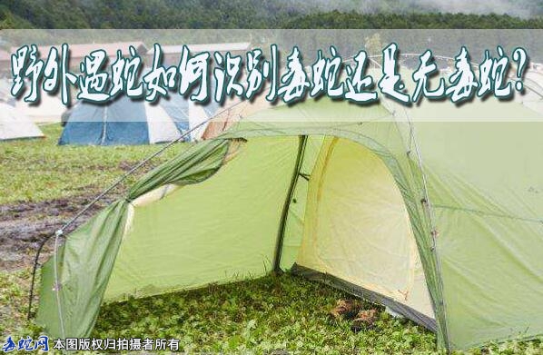 野外遇蛇如何识别毒蛇还是无毒蛇？