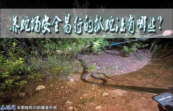 养蛇场安全易行的抓蛇法有哪些？