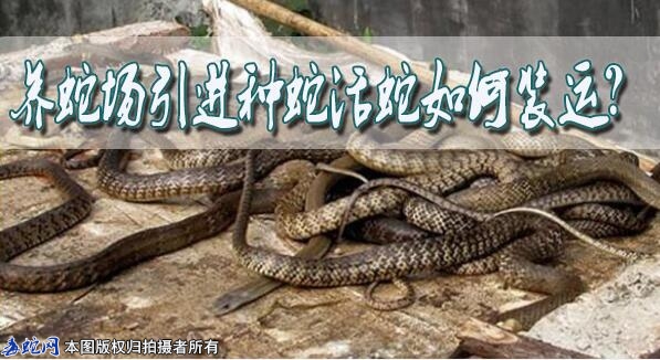 养蛇场引进种蛇活蛇如何装运？