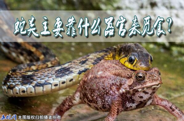 蛇类主要靠什么嚣官来觅食？
