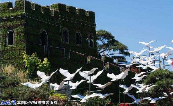 怎么养鸽子才会听话？