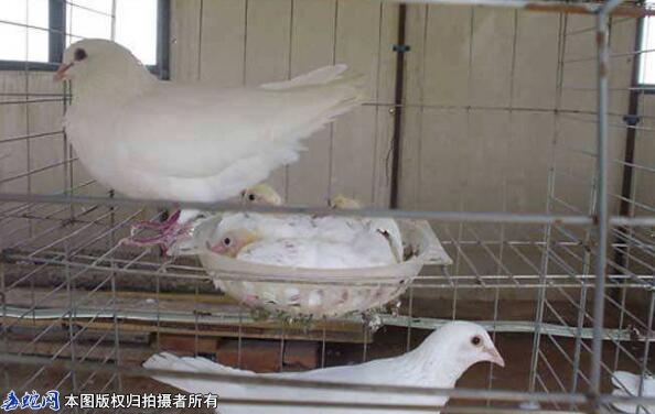 怎么养鸽子繁殖快？