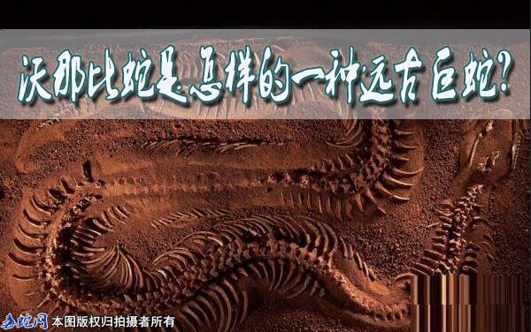 沃那比蛇是怎样的一种远古巨蛇？